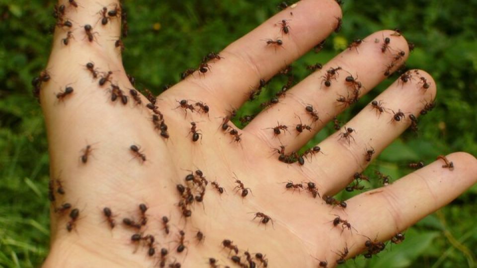 Муравьиное царство: как выдворить непрошеных гостей без лишних хлопот — средства, которые не опустошат ваш карман Муравьиное царство: как выдворить непрошеных гостей без лишних хлопот — средства, которые не опустошат ваш карман