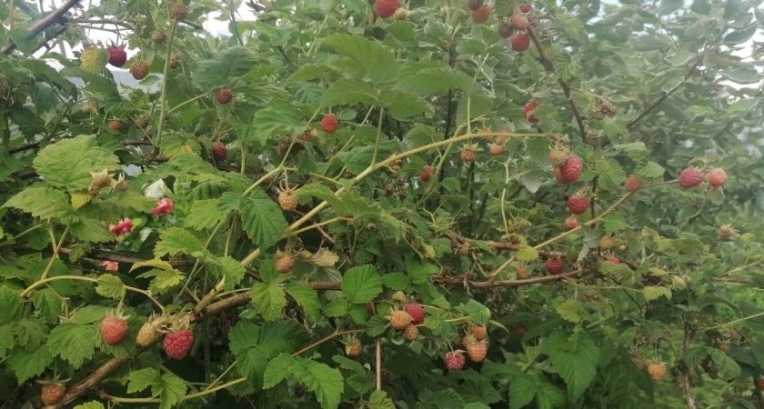 Подкормите этим малину весной, летом кусты будут плодоносить как конвейер - нужна всего 1 горсть
