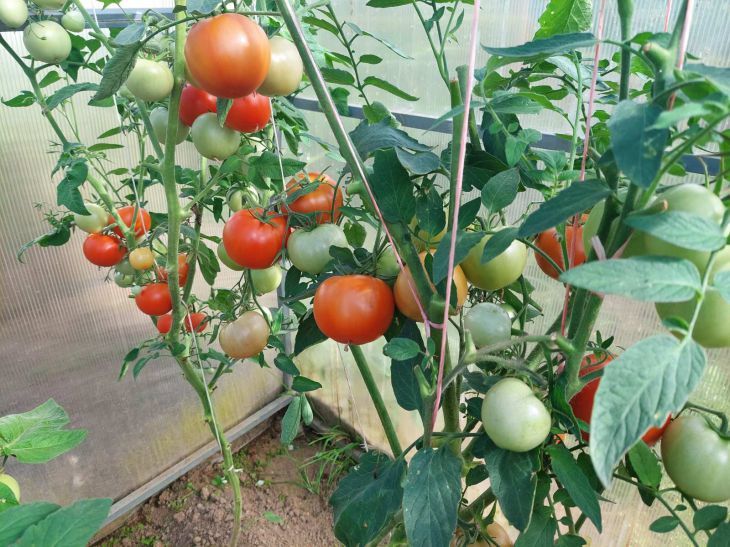 Ваши помидоры гниют? Виной всему этот неожиданный продукт с кухни