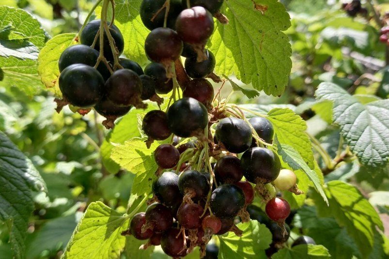 Черной смородине не нужны опоры: главная ошибка дачников, из-за которой кусты стареют и не плодоносят