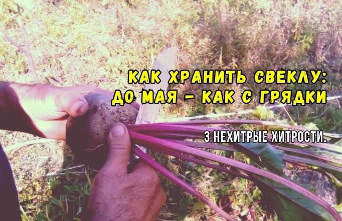      :      