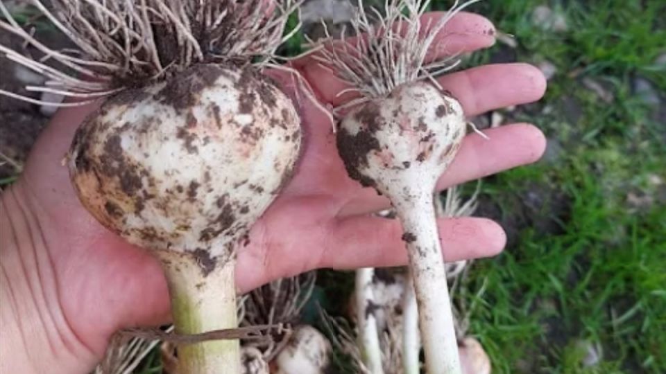 Июньская подкормка чеснока: секретный рецепт для гигантских головок