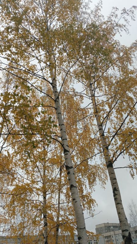 Гармония осени жизни: как наслаждаться простыми радостями