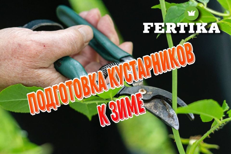 Как подготовить ягодные кустарники к зиме: полезные советы