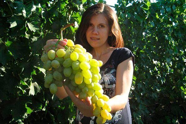 Виноград Валентина: секреты успешного выращивания и ухода