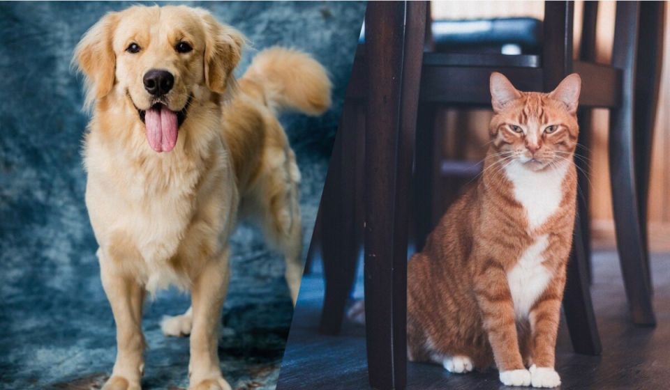 Почему коты способны втягивать когти, а собаки — нет?