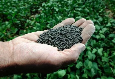 Сапропель — уникальное удобрение для вашего огорода