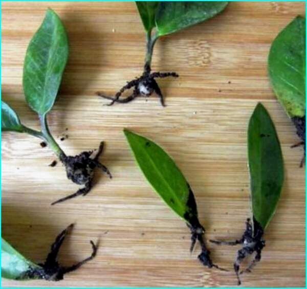 Как размножить замиокулькас: простые шаги для вашего дома