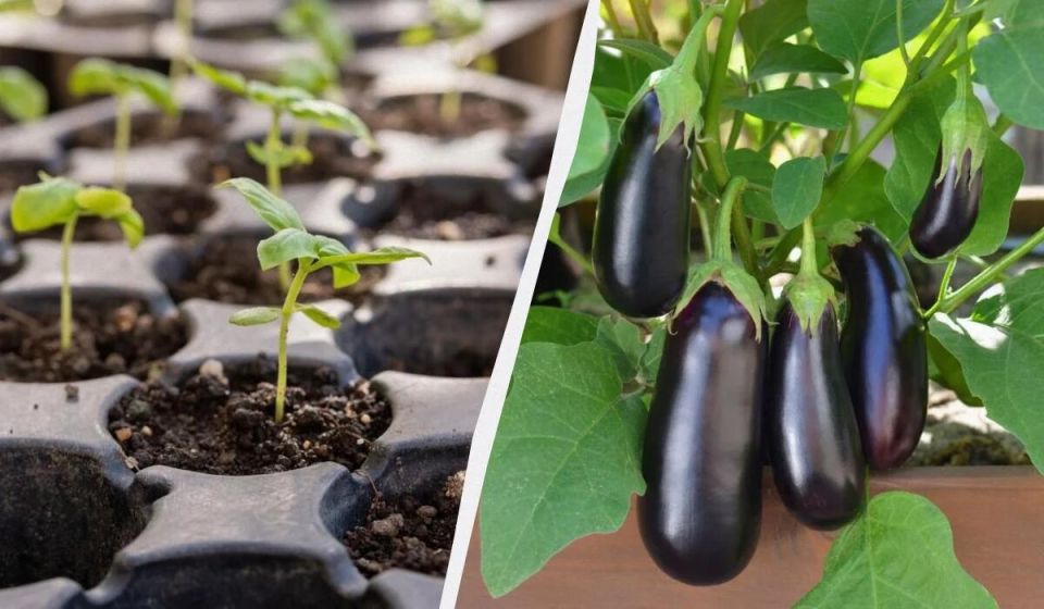 Когда сеять баклажаны: ключевые даты для успешного урожая в 2025 году