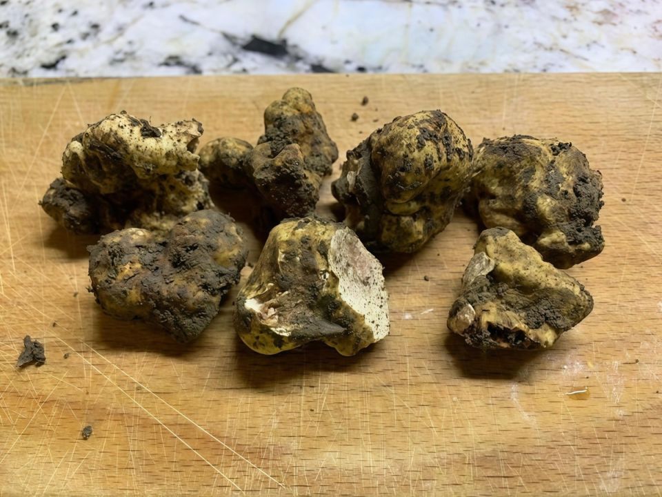 В Туапсинских лесах найден редкий белый итальянский трюфель