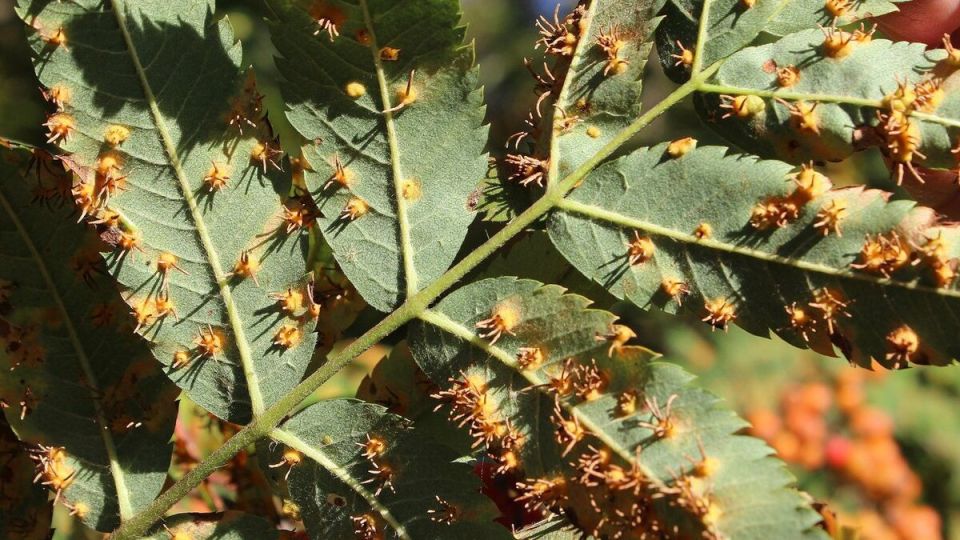 Как распознать и победить ржавчину на растениях: полезные советы для садоводов