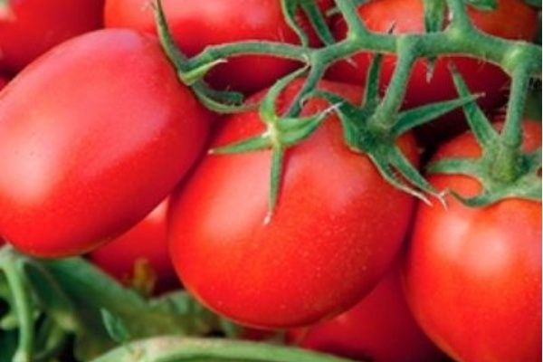 Новый сорт помидоров «Марина»: идеальный выбор для современных огородников