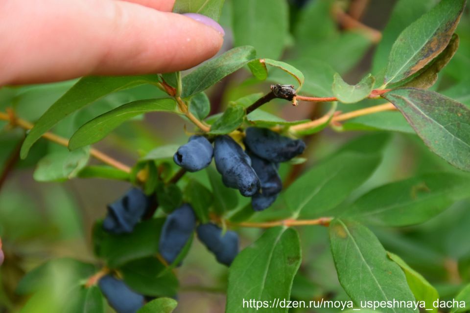 Уход за жимолостью: как восстановить кусты после сбора урожая