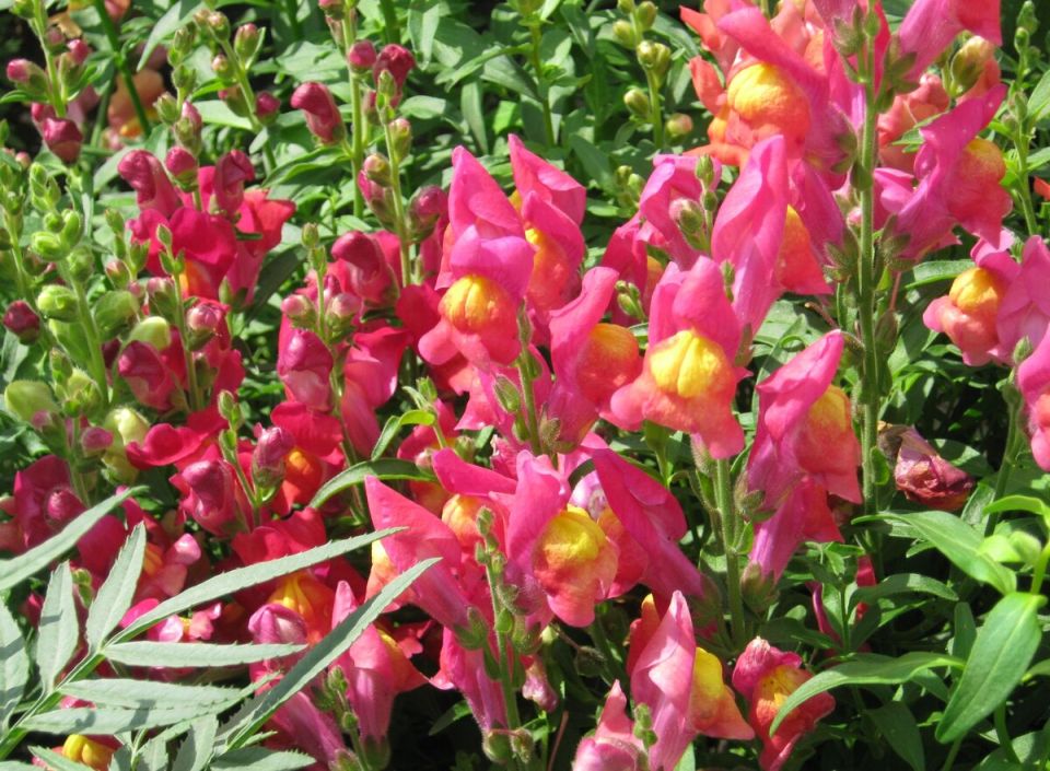 Львиный зев: секреты успешного выращивания и ухода