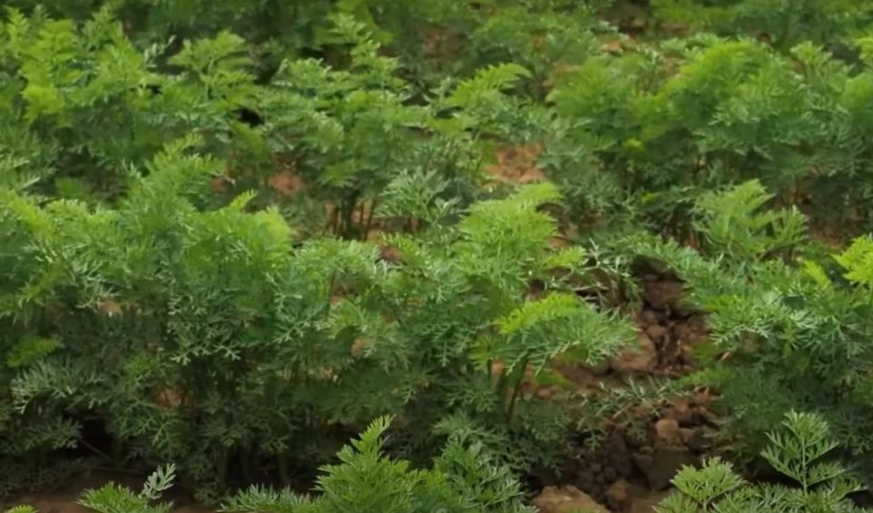 Как вырастить сладкую и крупную морковь: советы по уходу за урожаем