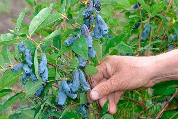 Жимолость Бакчарская: секреты успешной посадки и богатого урожая