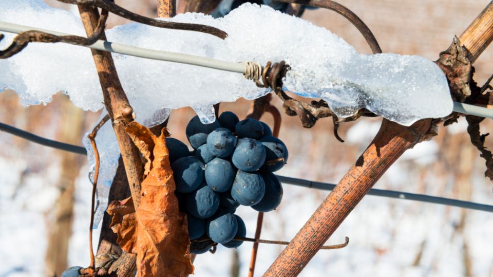 Как сохранить виноград в холодные зимы: секреты успешного выращивания