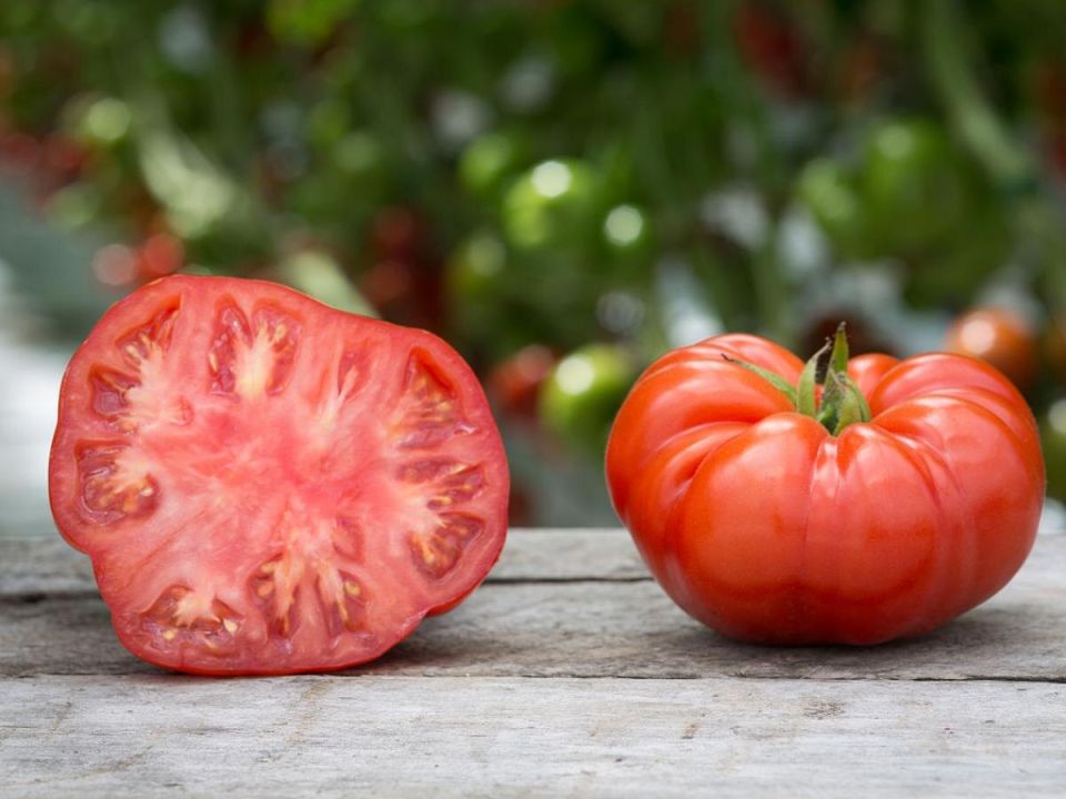 Полив томатов в жару: когда и как это делать