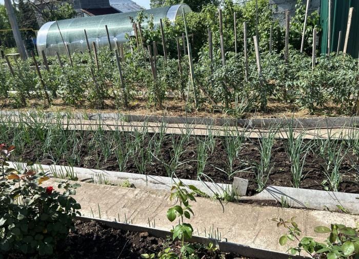 Как вернуть урожайность огорода: ищем причины и находим решения