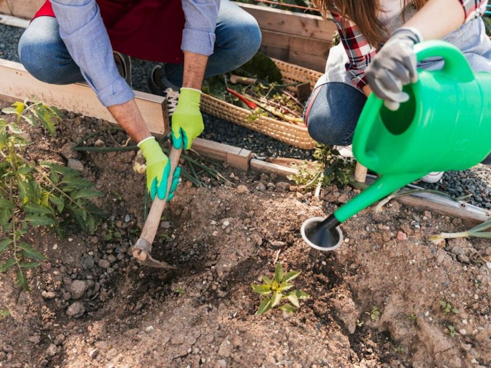 Как подготовиться к дачному сезону: десять шагов для богатого урожая