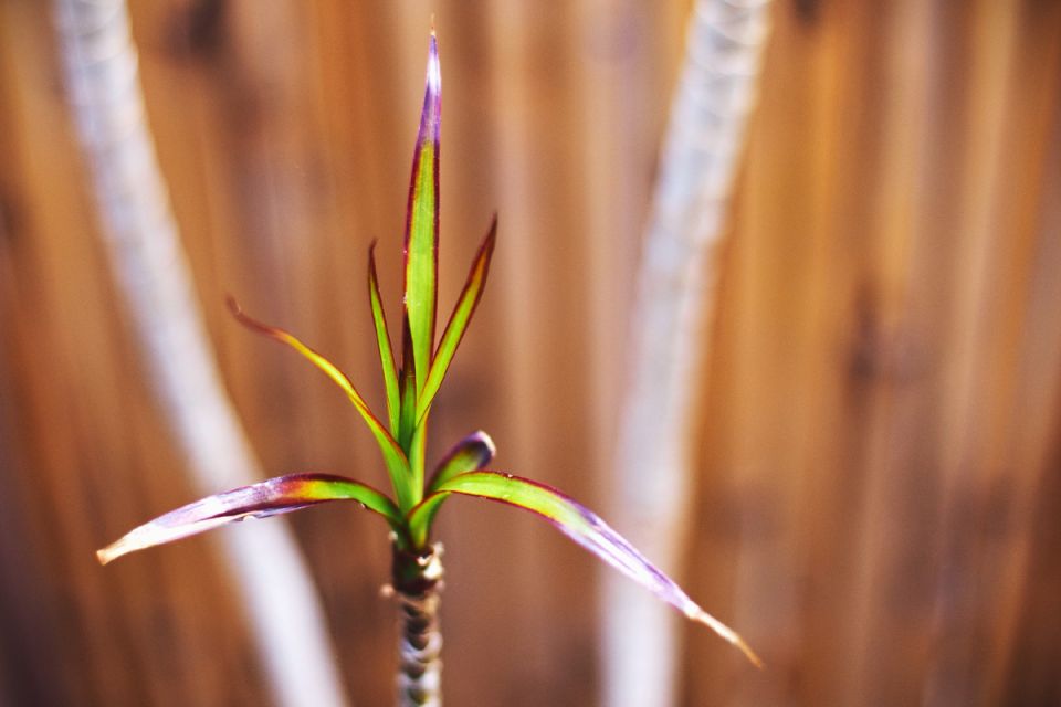 Как воплотить драцену в тропическую красоту: 9 важных секретов ухода