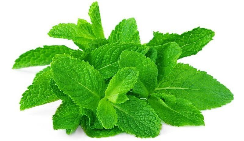 Мята: удивительные свойства, которые делают её незаменимой