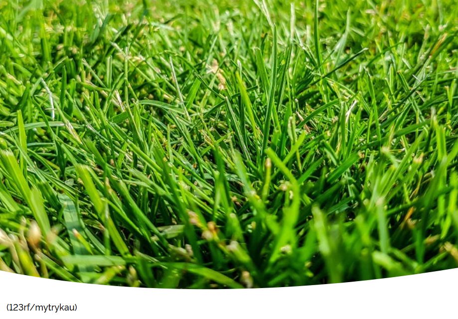 Ваш газон в июльскую жару: секреты ухода для зеленого оазиса