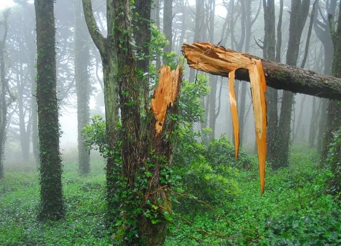 Как спасти сломанное дерево: практическое руководство для садоводов
