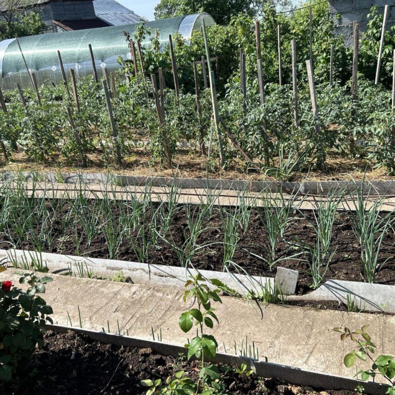 Как организовать идеальный урожай без лишних усилий: секреты современного огородника