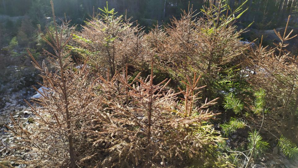 Как сосны могут спасти ваш сад от зимних невзгод