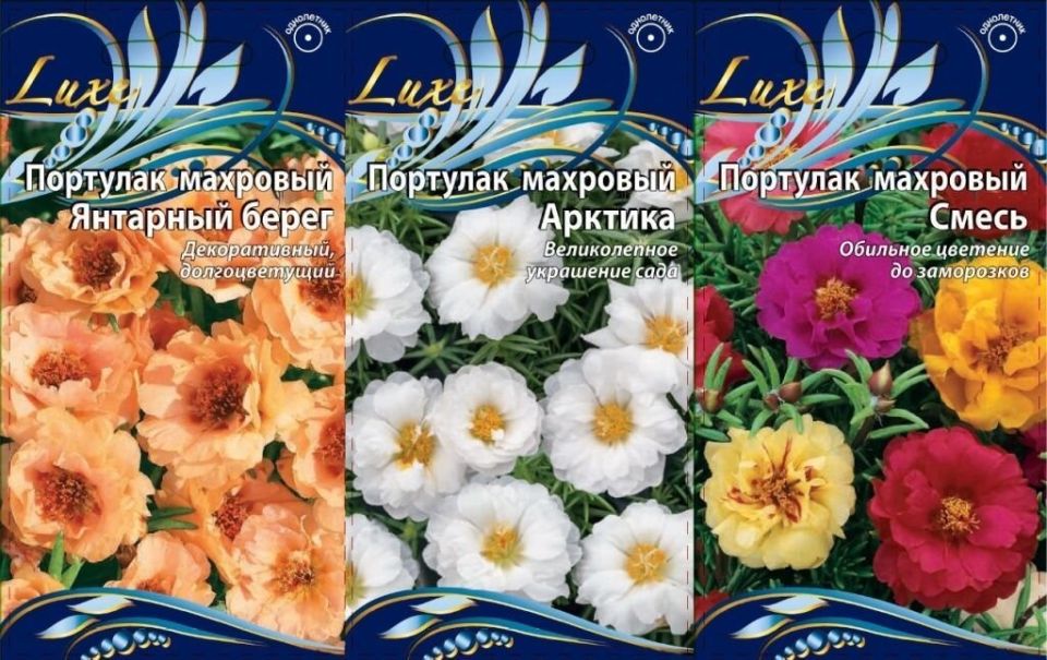 Портулак: яркий цветочный ковёр в вашем саду