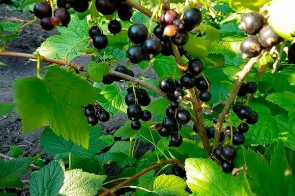 Смородина Тамерлан: как вырастить вкусные и большие ягоды без проблем