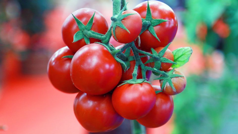 Красивые, но невкусные: эти помидоры обходите стороной и зимой, и летом