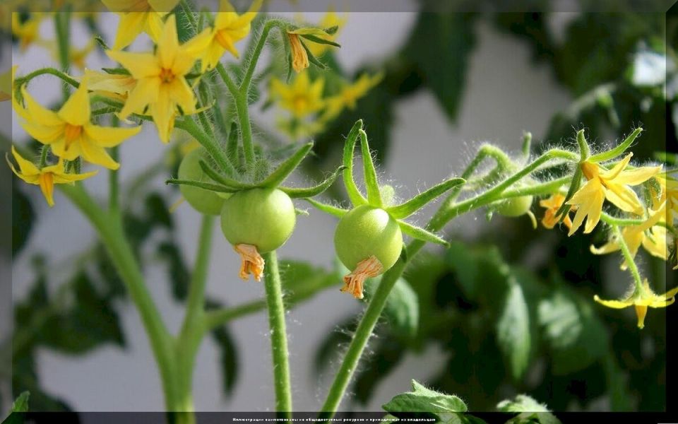 Как обеспечить здоровый рост томатов в июне: важные советы для огородников