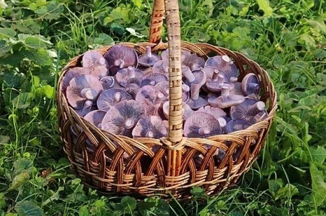 Как отличить съедобные рядовки от их ядовитых двойников