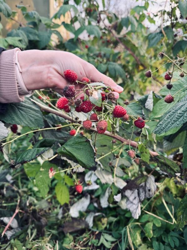 Гриль, говядина и дружба: как шашлыки сближают людей