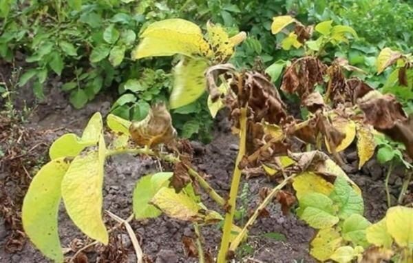 Как защитить картофель от самых опасных болезней