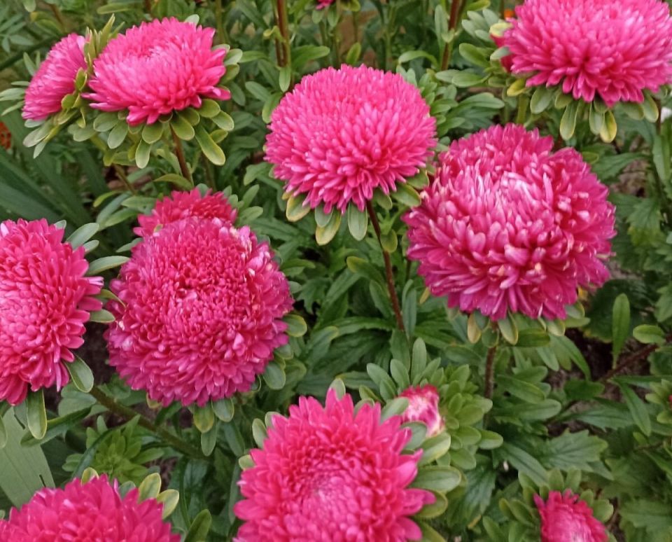 Как сохранить астрами в саду до морозов: полезные советы и методы борьбы с фузариозом