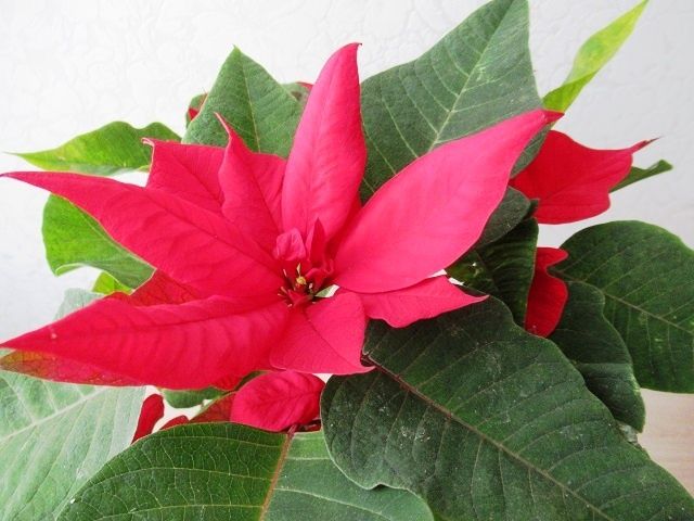 Тайны пушистой пуансеттии: как сохранить красоту после цветения