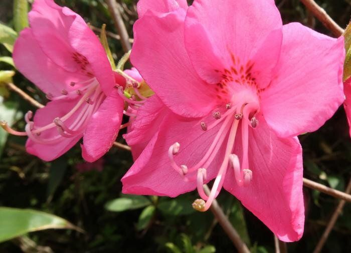 Как вырастить волшебный сад: секреты успешного ухода за рододендронами