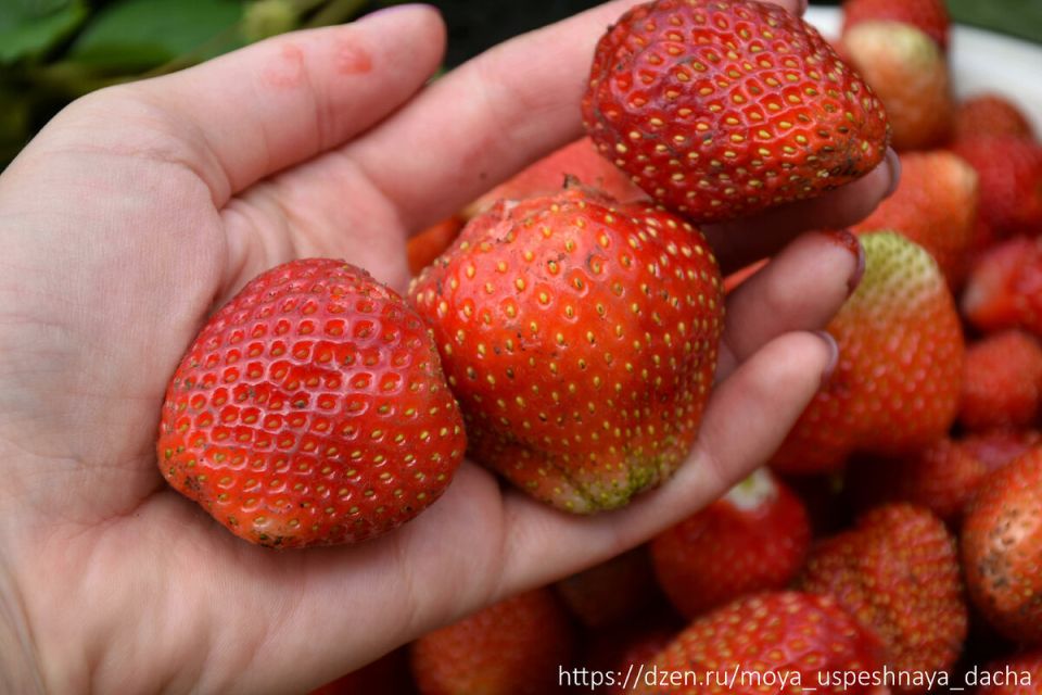 Секреты ухода за клубникой после сбора урожая