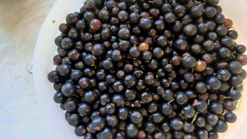 Почему в этом сезоне черная смородина не попала на прилавки