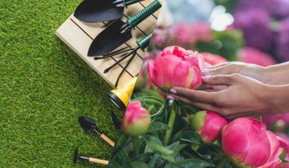 Неправильное время для посадки: почему весной пионы могут пострадать