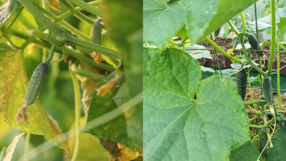 Как вечерний полив огурцов повысил урожай в четыре раза: секреты агрономов