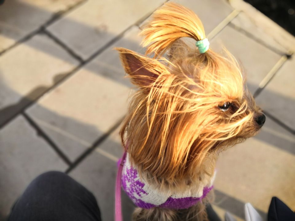 Почему многие владельцы собак игнорируют правила: мнения горожан