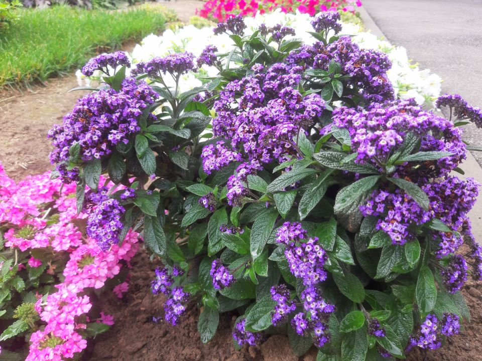 Июль в саду: волшебство цветения после дождя