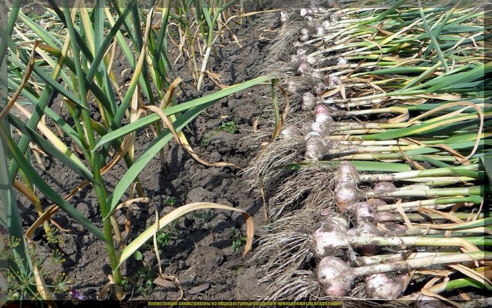 Секреты успешной уборки озимого чеснока