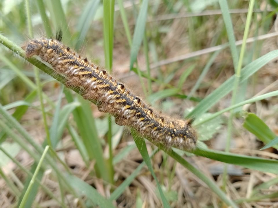 Погружение в лесную идиллию