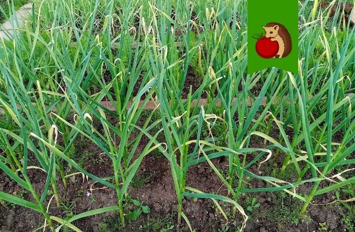 Июньская подкормка озимого чеснока: секреты для крупных и ароматных головок