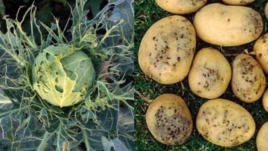 Как эффективно бороться с вредителями в саду: проверенные методы и советы